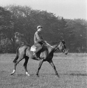 Gangarten des Pferdes. Jockey beim leichten Traben im Moritzburg