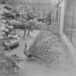 Hoyerswerda, Tiergarten : Zoo Hoyerswerda. Tiergehege mit Pfau