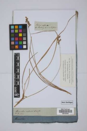 Holcus australis