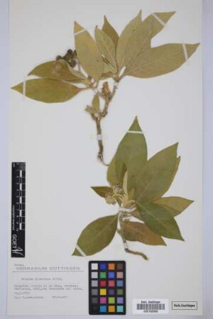 Solanum giganteum Jacq.