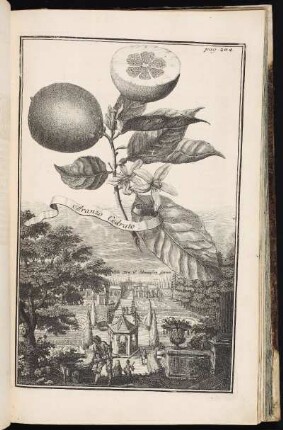 p. 204 In Hrn. J. Schmaussen Garten. - Schmausengarten, Nürnberg-Maxfeld
