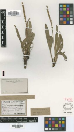 Plantago oreades Decne. var. Griseb. lanuginosa