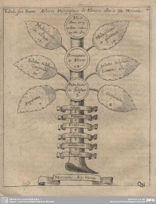 Tabula, sive Ramus Arboris Philosophicae de Elixere albo e solo Mercurio.