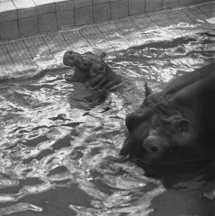 Nachwuchs bei den Nilpferden im Karlsruher Zoo.
