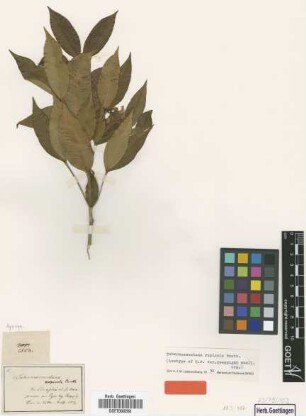 Tabernaemontana rupicola Benth. var. Muell.Arg. poeppigii[isotype]