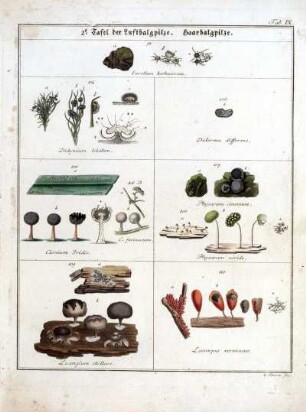 2e Tafel der Luftbalgpilze. Haarbalgpilze