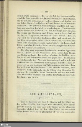 Der Kirschenbaum