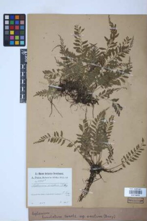 Asplenium lunulatum var. erectum (Bory ex Willd.) Baker