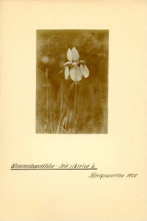 Sibirische Schwertlilie : Sibirische Schwertlilie (Iris sibirica Linnaeus)