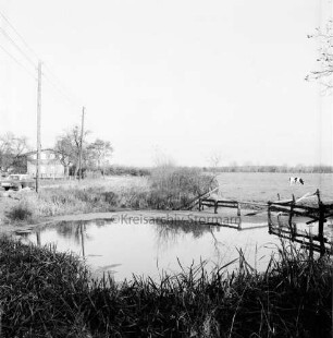 Teich an Landstraße Richtung Reinfeld mit Einzäunung: vorn Schilf: hinten links Pkw: dahinter Bauernhaus: hinten rechts Weide mit Rind