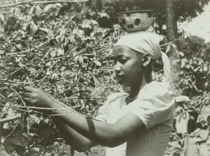 Ghana. Kaffeernte. Ghanaerin beim Pflücken der Kaffeekirschen