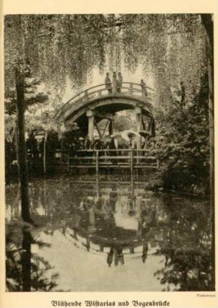 Blühende Wistarias und Bogenbrücke