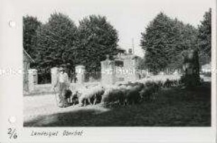 Schäfer mit Herde auf dem Landesgut Oberhof in Mecklenburg-Vorpommern
