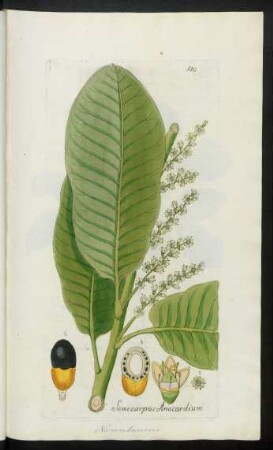 510. Semecarpus Anacardium
