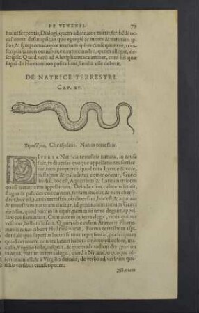 De natrice terrestri. Cap. XV.