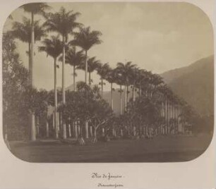 Rio de Janeiro. Botanischer Garten