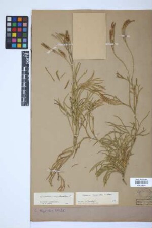 Diphasiastrum thyoides (Humb. & Bonpl. ex Willd.) Holub