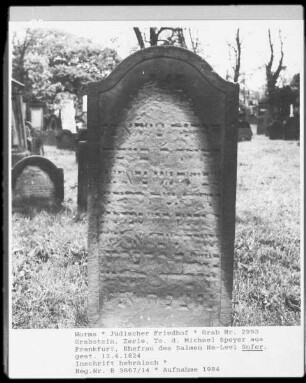 Grabstein von Zerle, Tochter des Michael Speyer aus Frankfurt, Ehefrau des Salmen Ha-Levi Sofer (gestorben 1824.04.13)