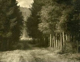 Waldweg an der Entersweiler Mühle
