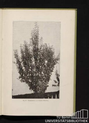 Fig. 17. Pyramidenbaum von Gellerts Butterbirne.