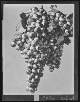 ABunch of California Grapes
