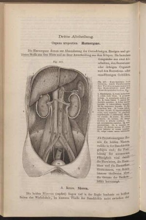 Dritte Abtheilung. Organa uropoetica. Harnorgane.