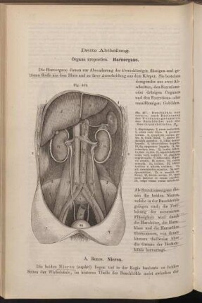 Dritte Abtheilung. Organa uropoetica. Harnorgane.