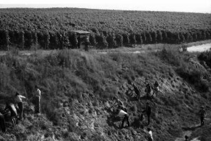 Merdingen: Schulkinder pflanzen Anemonen und Küchenschelle am Hang, mit Weinberg