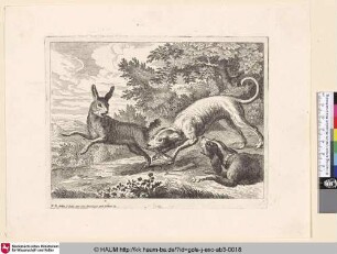 [Zwei Hunde jagen einen Hasen; Two dogs hunt a rabbit]