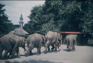 Hamburg. Tierpark Hagenbeck. Marschierende Elefantengruppe mit Jungtieren und Tierpfleger