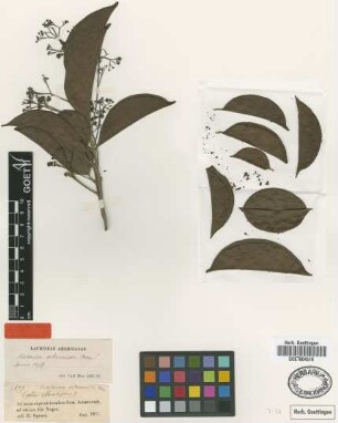 Nectandra viburnoides Meisn. [type]