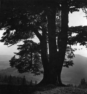 Magdalensberg, Baum mit 3 Stämmen