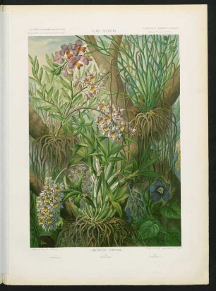 Pl. XIX. Laos siamois. Orchidées - Epiphytes