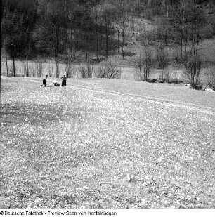 Privataufnahmen der Familien Höhne oder Pohl (unter anderem Radwanderung) und Buschwindröschen (Anemone nemorosa) in einem Seitental der Elbe