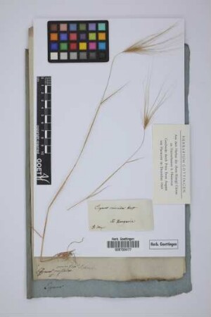 Elymus crinitus Schreb.