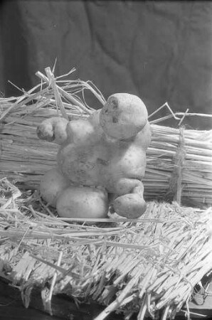 Kartoffel-Kuriosität aus dem Garten der Familie Wormer im Dammerstock