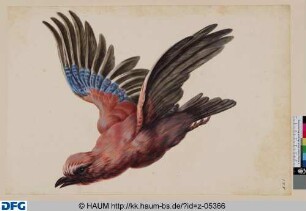 Fliegender Eichelhäher