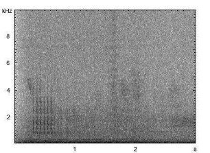 Kleinspecht | Dendrocopos minor - Trommeln