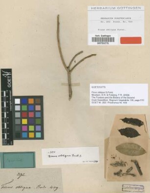 Ficus obliqua G.Forst. [type]