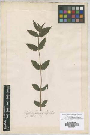 Eupatorium