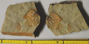 Kopfschild des Trilobit Eccaparadoxides