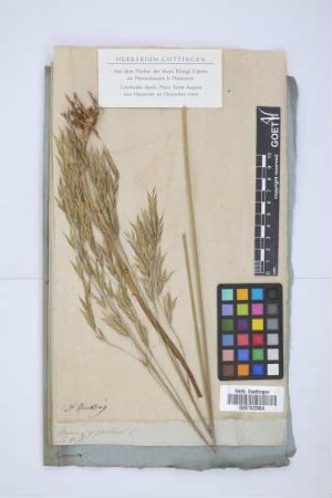 Bromus giganteus L.