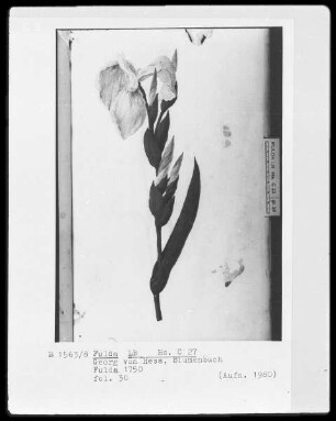 Georg Friedrich Heß, Blumenbuch — Iris, Folio 30recto