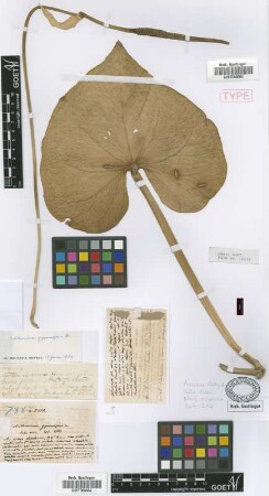 Anthurium gymnopus Griseb. [holotype]