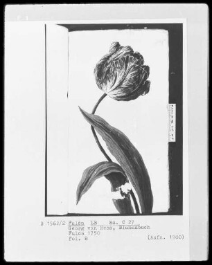 Georg Friedrich Heß, Blumenbuch — Tulpe, nach rechts gewandt, Folio 8recto