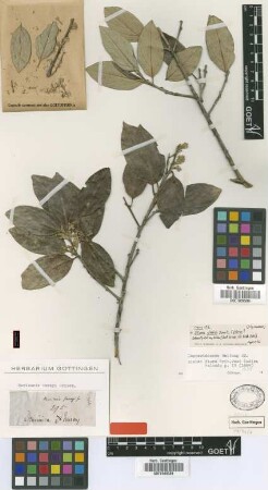 Morisonia imrayi Griseb.