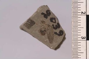 Marienkäfer (Harmonia sp.)