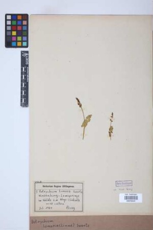 Botrychium lunaria
