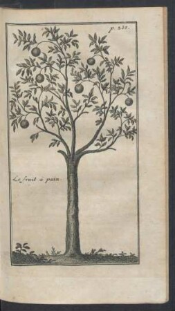 Tafel: Le fruit à pain.