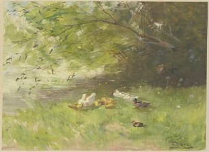 Flußufer mit ruhenden Enten